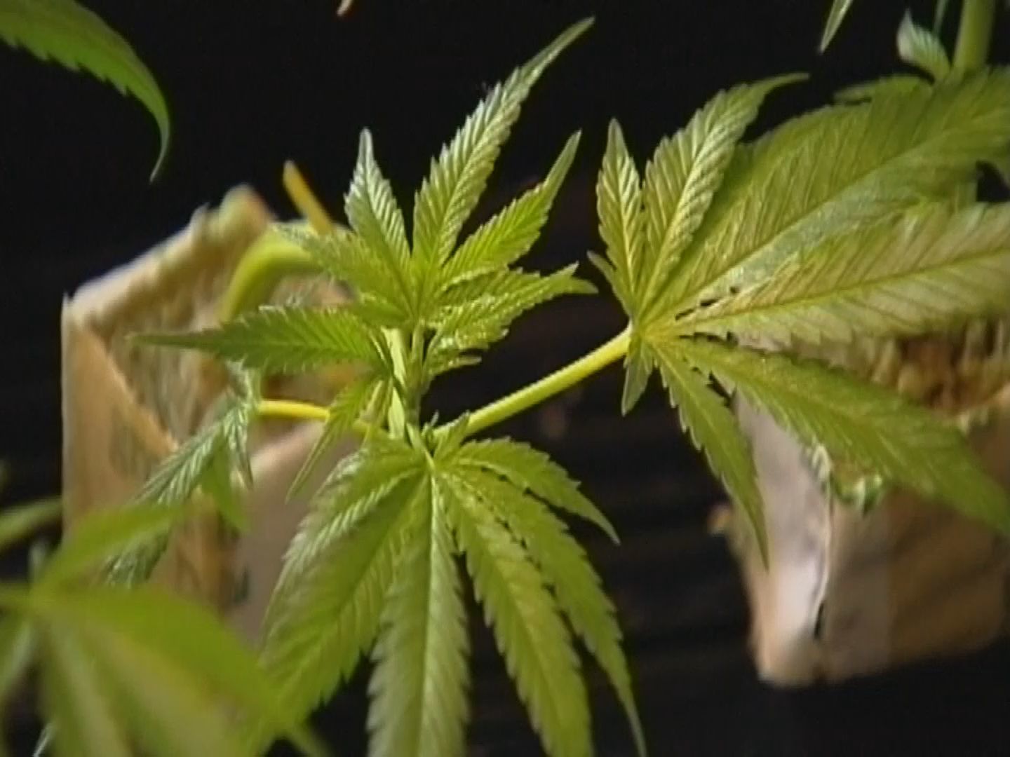 marijuana leaves